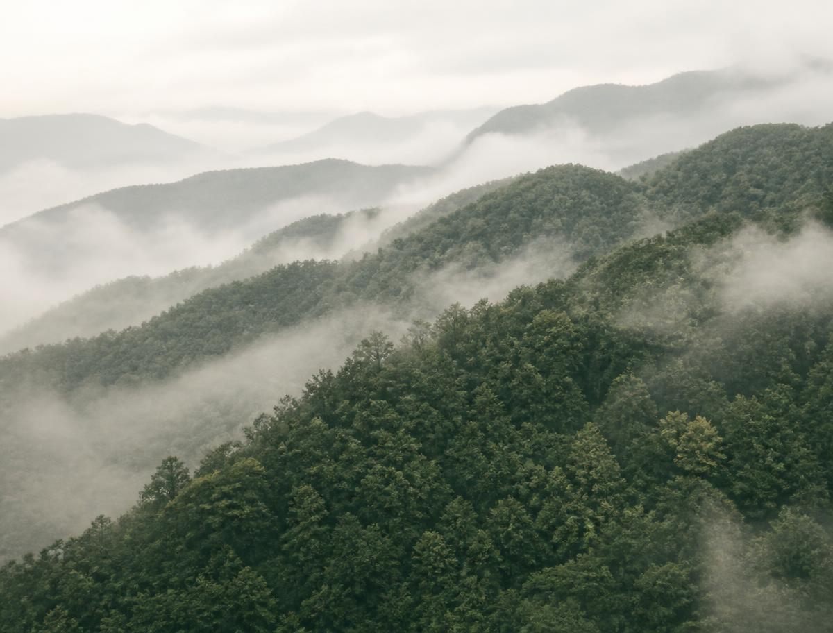 Misty forest hills